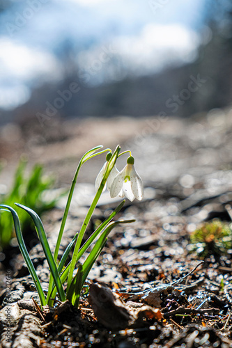 White snowdrops, Lysec hill, Slovakia photo