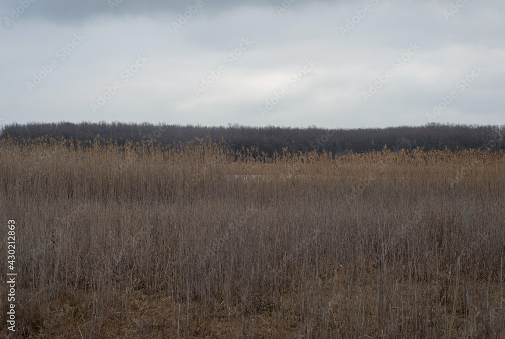 landscape of reeds near the river, against the background of the horizon of trees landscape of reeds near the river, against the background of the horizon of trees