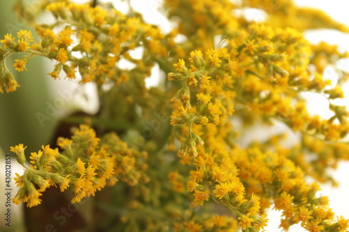 A beautiful yellow plant in early spring.