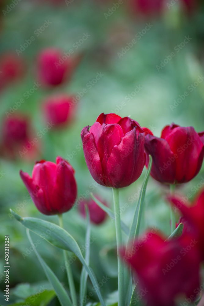 Closeup of red tulips in a public garden