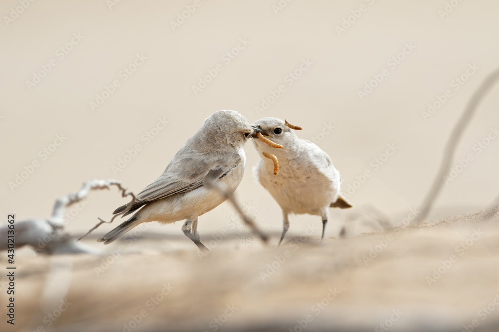 Fototapeta premium desert wheatear (Oenanthe deserti), female sitting in the desert Namibia africa white bird Steinschmätzer Chasco-cinzento Europese skaapwagter Leucorhoa 