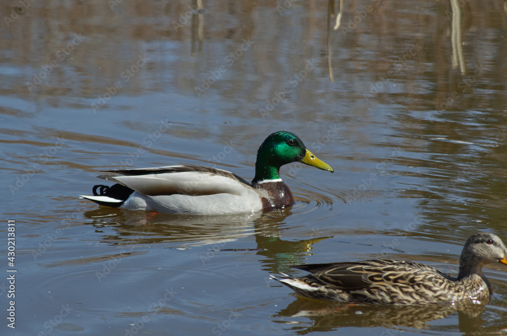 A Male Mallard Duck (Anas platyrhynchos) in the Water A Male Mallard Duck (Anas platyrhynchos) in the Water