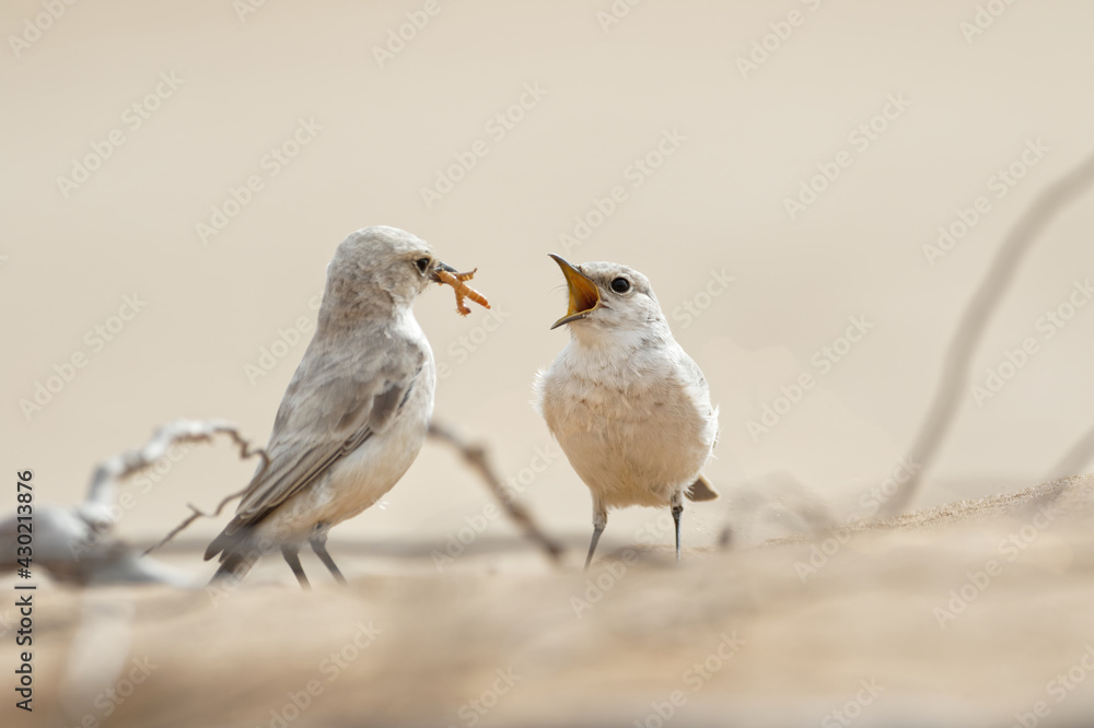 Obraz premium desert wheatear (Oenanthe deserti), female sitting in the desert Namibia africa white bird Steinschmätzer Chasco-cinzento Europese skaapwagter Leucorhoa 