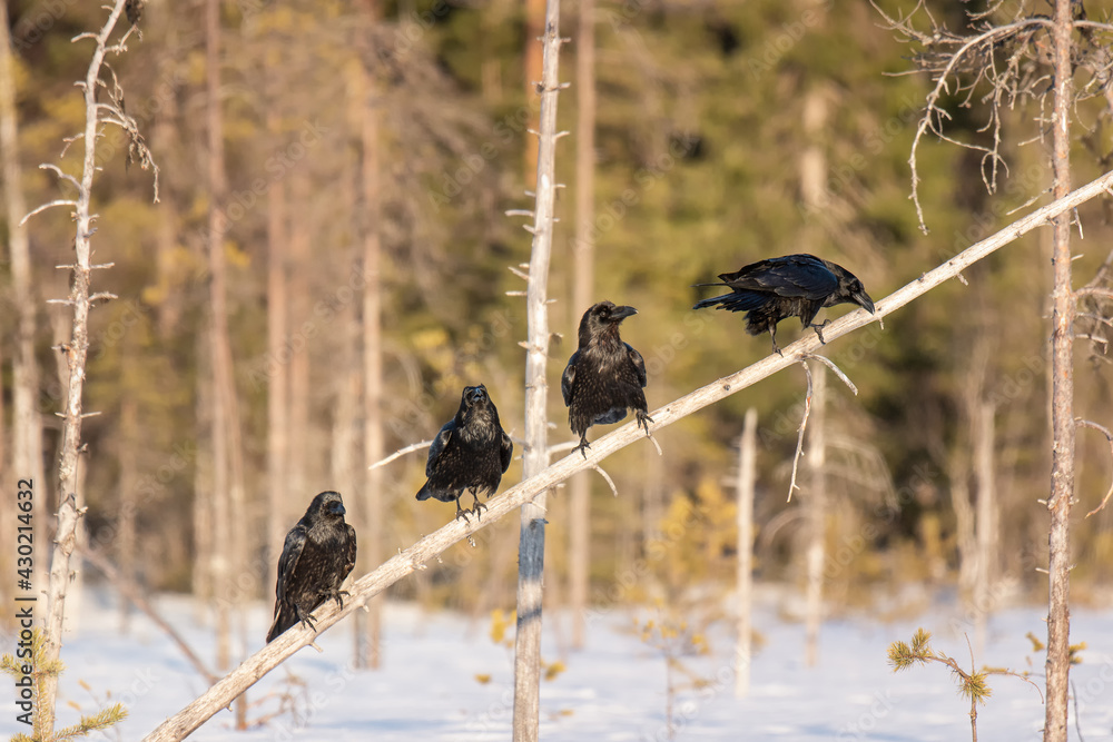 Fototapeta premium Four ravens (Corvus corax) sitting on a dry tree on a bright winter day