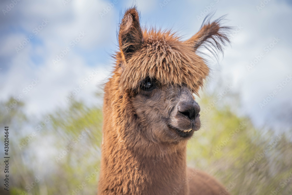 Fototapeta premium cute funny brown alpaca posing for photo