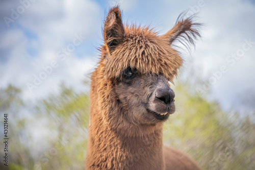 cute funny brown alpaca posing for photo