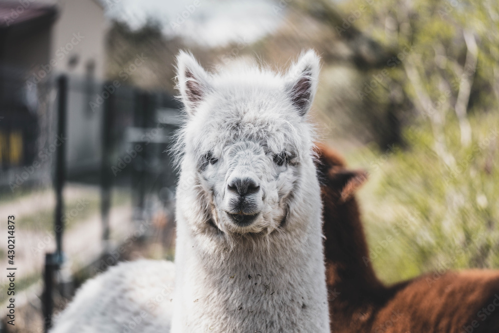 Fototapeta premium portrait of cute white alpaca with raised ears