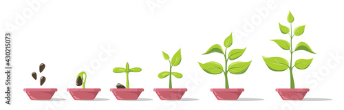 Phases plant growing in pot. Seedling gardening plant. Planting infographic. Seeds sprout in ground. Evolution concept. Sprout, plant, tree growing agriculture icons. Vector illustration in flat style