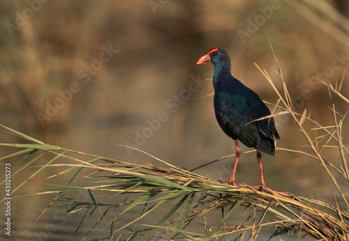 Grey-headed Swamphen perched on weed at Asker Marsh, Bahrain