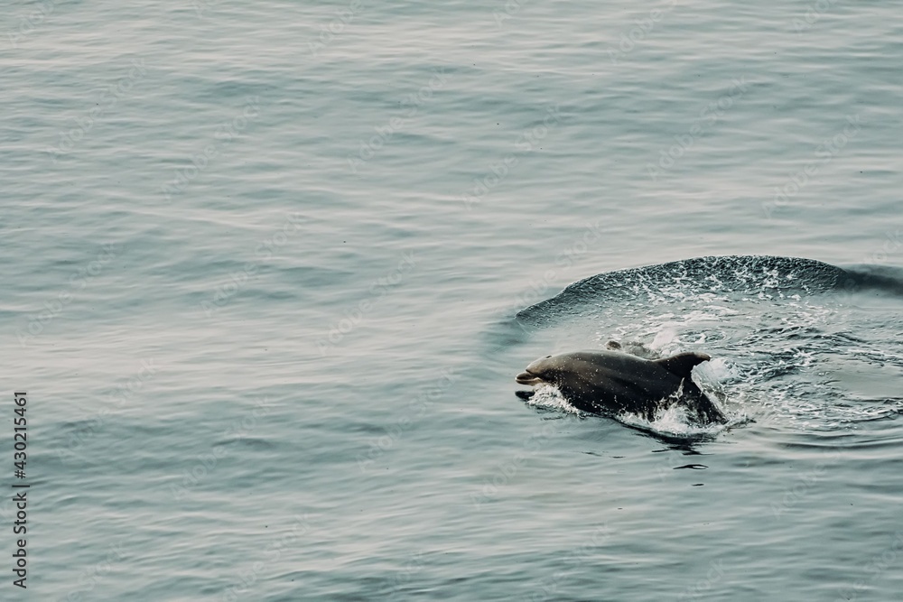 Obraz premium Wild Bottlenose Dolphin jumping