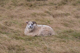 Frei lebende Schafe auf Island