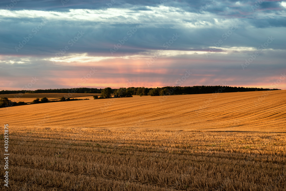 Freshly harvested fields of barley in countryside landscape bathed in sunset light