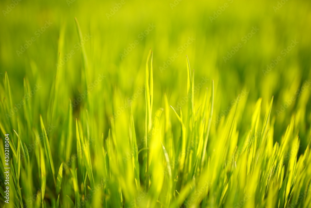 Lovely lush fresh green grass in sunny spring field. Lovely lush fresh green grass in sunny spring field.