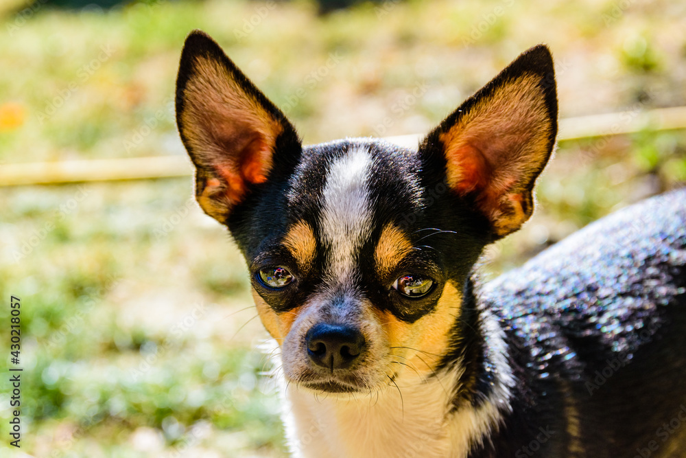 Curious Chihuahua dog looks in the camera Curious Chihuahua dog looks in the camera