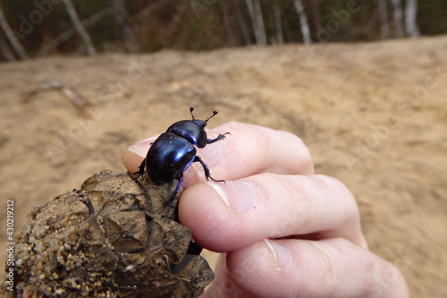 Wallpaper Mural Käfer auf Tannenzapfen von Hand gehalten. Bläulich lila schimmernder Waldmistkäfer (Anoplotrupes stercorosus) auf hellem körnigen Sanduntergrund im Frühling. Faszinierende Insektennahaufnahme. dung  Torontodigital.ca