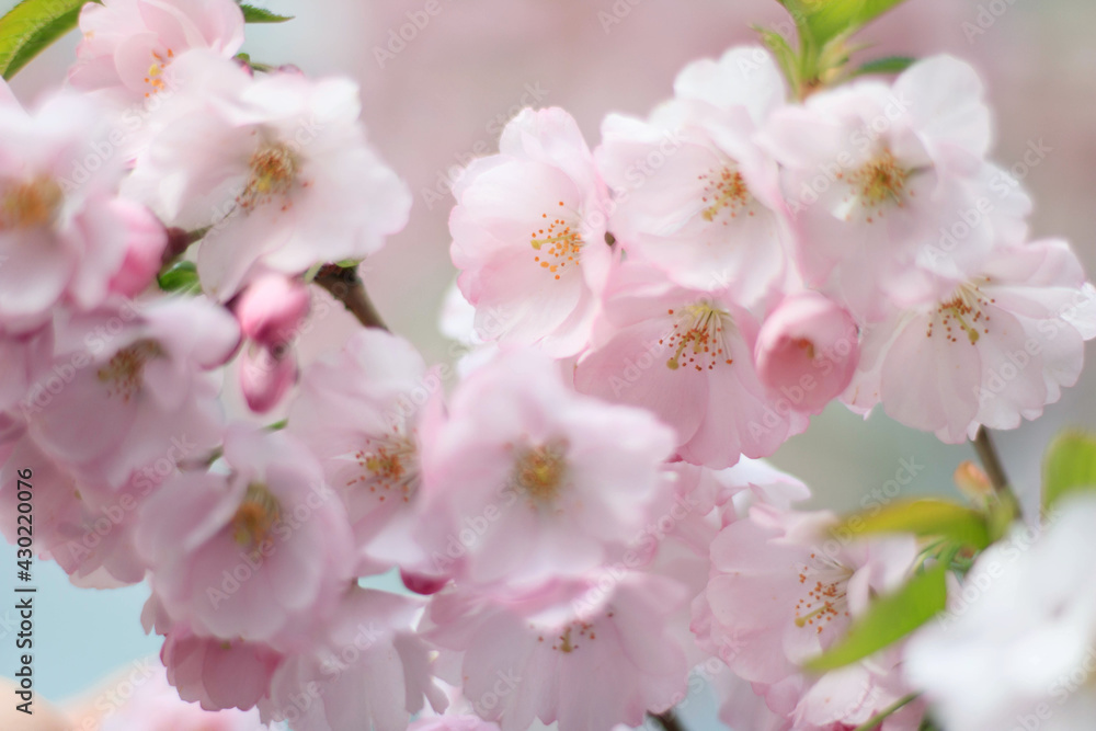 Beautiful cherry blossoms are blooming in Spring Beautiful cherry blossoms are blooming in Spring