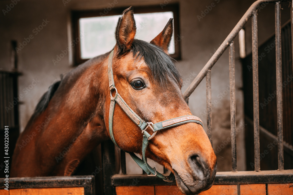 Obraz beautiful bay horse in the stable, horse stalls, curious horse, ears erect, black mane