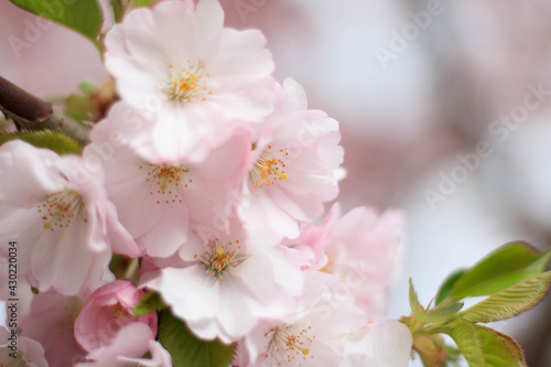 Fototapeta Naklejka Na Ścianę i Meble -  tree blossom