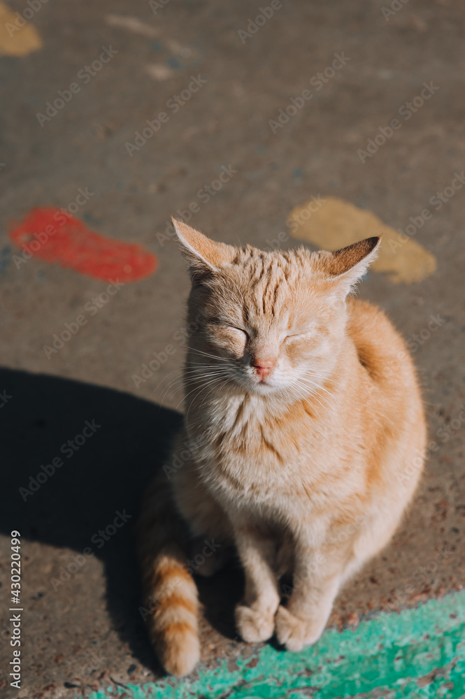 A beautiful red-haired homeless cat sits on a city road in sunny weather and squints. Portrait of a domestic sleepy animal.