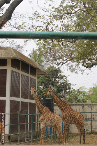 Photography Vertical shot of giraffes at the zoo