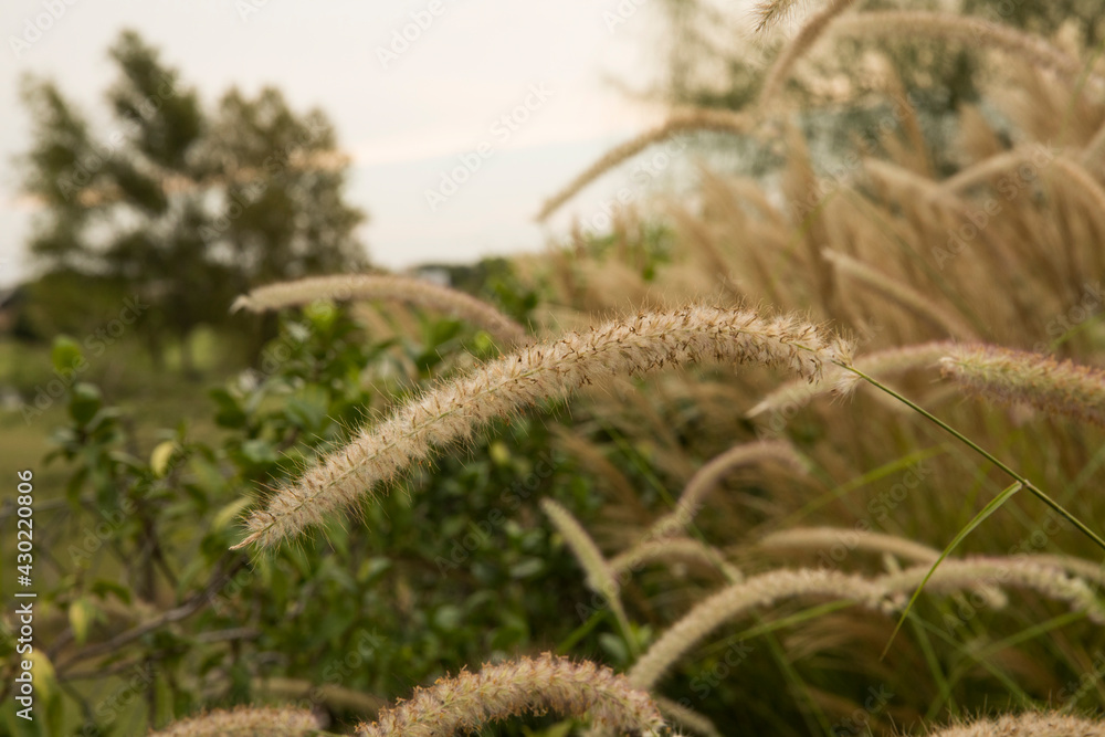 Landscaping and garden design. Ornamental grasses. Closeup view of Pennisetum orientale, also known as Fountain Grass, yellow flowers blooming in autumn in the garden. Landscaping and garden design. Ornamental grasses. Closeup view of Pennisetum orientale, also known as Fountain Grass, yellow flowers blooming in autumn in the garden.