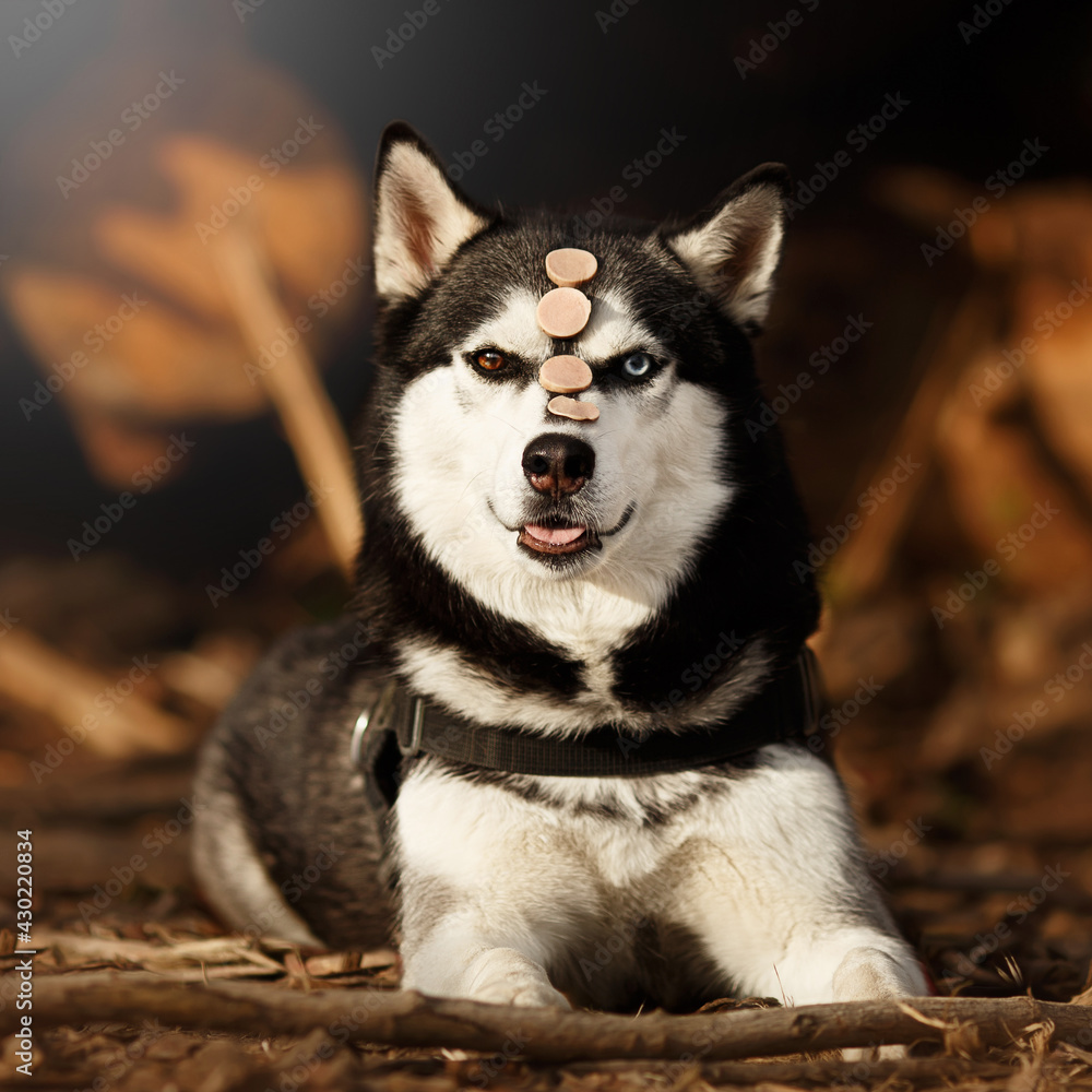 siberian husky dog with sausages on nose and head in nature