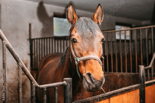 Fototapeta Naklejka Na Ścianę i Meble -  beautiful chestnut horse in the stable