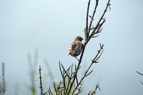 Female Darwin's finch perched on a branch at Urbina Bay, Isabela Island, Galapagos, Ecuador photo