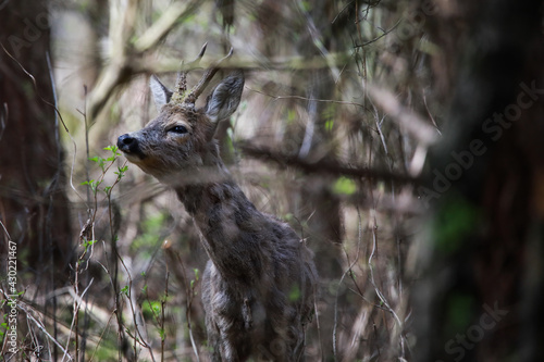 Fototapeta Naklejka Na Ścianę i Meble -  Rogacz