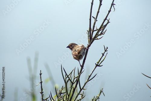 Female Darwin's finch perched on a branch at Urbina Bay, Isabela Island, Galapagos, Ecuador photo