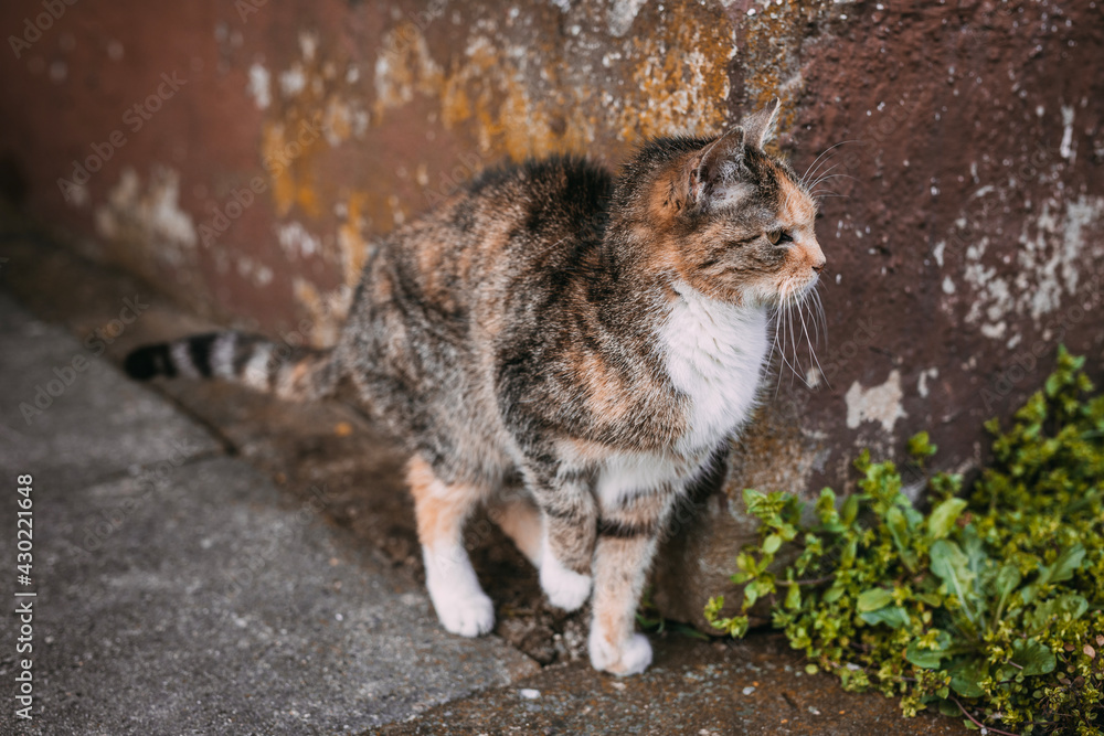 skinny alley cat, emaciated moggy in front of old wall, gaunt kitten skinny alley cat, emaciated moggy in front of old wall, gaunt kitten