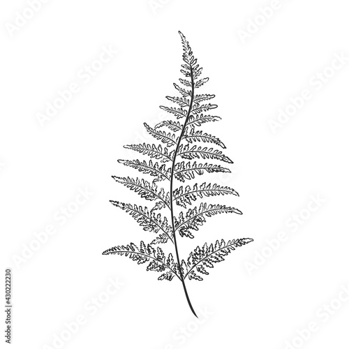 vector silhouette sheet fern on white background