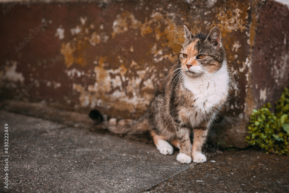Naklejka premium cool cat in front of an old wall
