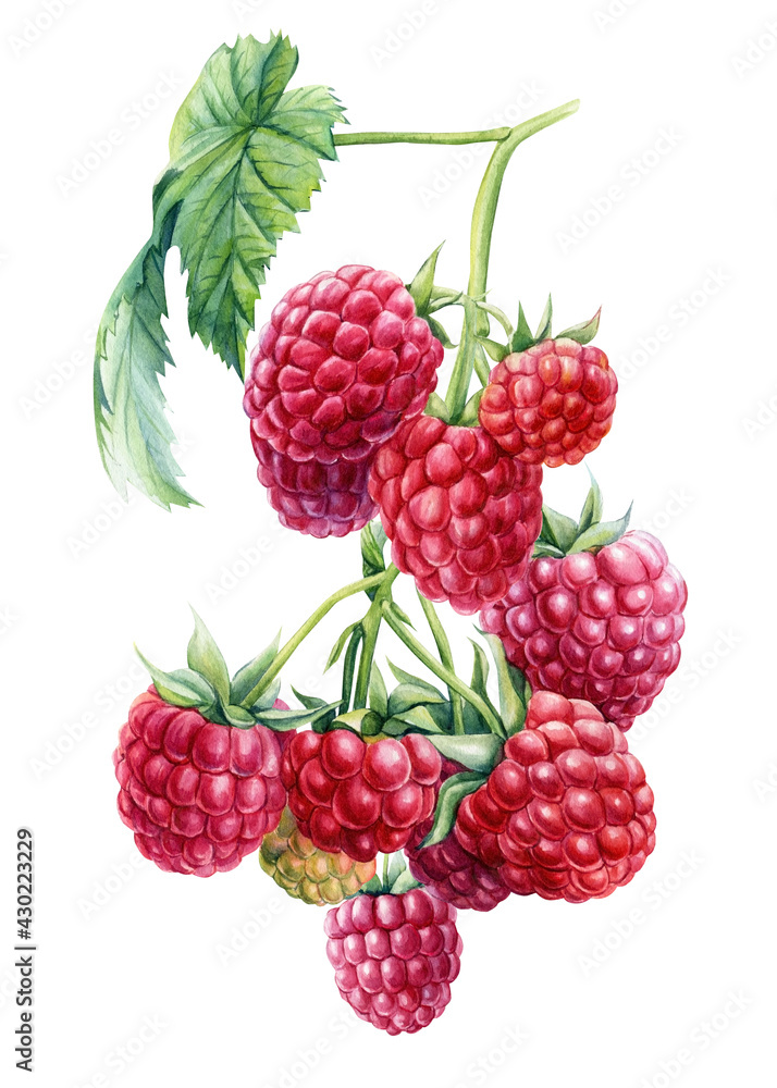 Raspberry berries on an isolated white background. Watercolor botanical illustration Raspberry berries on an isolated white background. Watercolor botanical illustration