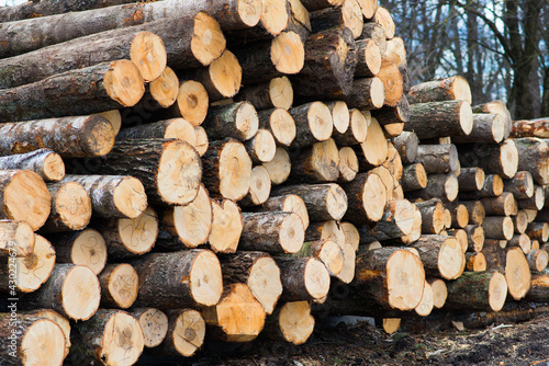 Stacked wood pine timber for construction buildings Background