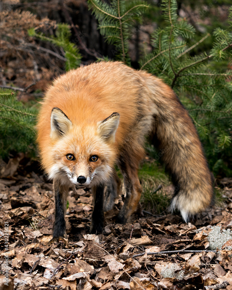 Fototapeta premium Red Fox Photo Stock. Fox Image. Picture. Portrait.