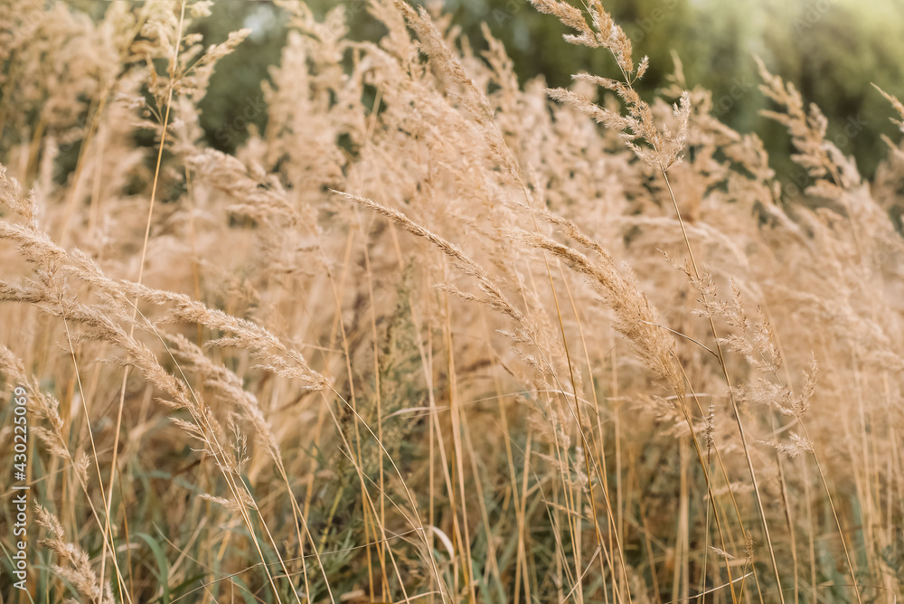 Fototapeta premium Bushgrass Calamagrostis epigejos grass dried inflorescence