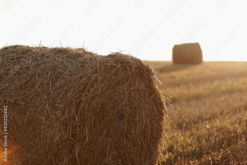 bales of wheat hay straw stacked in a heap in stubble field on a summer evening. Straw bales on farmland with blue cloudy sky bales of wheat hay straw stacked in a heap in stubble field on a summer evening. Straw bales on farmland with blue cloudy sky