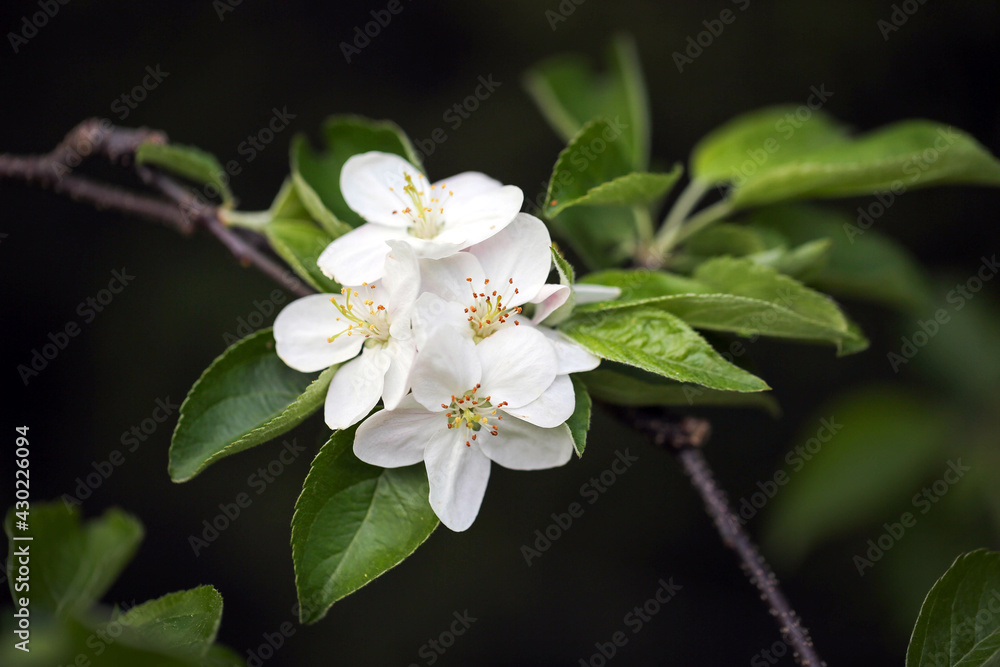 Fototapeta premium Apple Tree Flower