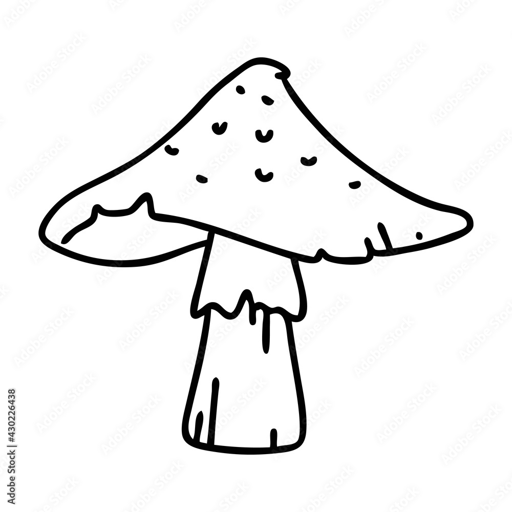wild mushroom wild mushroom