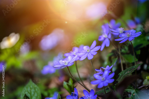 Magic spring atmosphere: Close up of violet spring flowers, liverleaf or hepatica photo