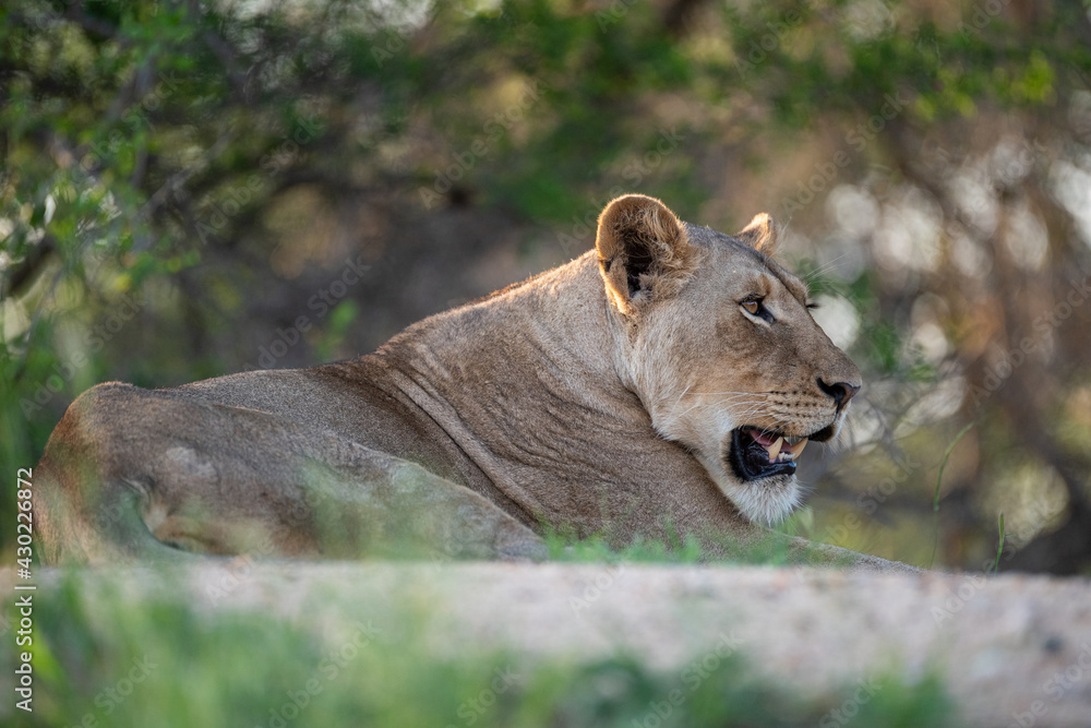 Fototapeta premium Low angle portrait of a female lion seen on a safari in South Africa