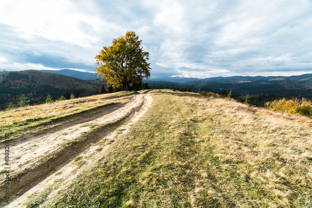 Fototapeta premium One tree at the top of the mountain. A lonely autumn tree with yeallow leaves in Carpathian mountains