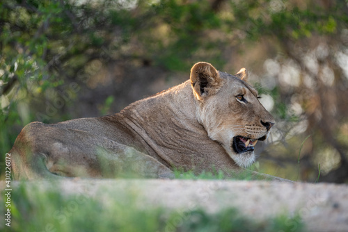 Low angle portrait of a female lion seen on a safari in South Africa
