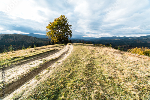 One tree at the top of the mountain. A lonely autumn tree with yeallow leaves in Carpathian mountains