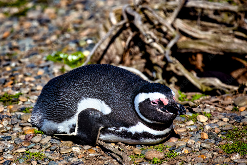Fototapeta premium Penguins in the pinguinera Faro Cabo Virgenes, Argentina