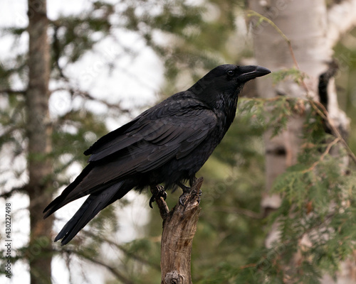 Raven Photo Stock. Crow Image. Close-up profile view perched on a branch in the forest with a blur forest background in its environment and habitat. Image. Picture. Portrait.