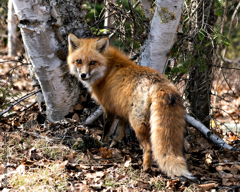 Red Fox Photo Stock. Fox Image. Close-up profile view in the spring ...