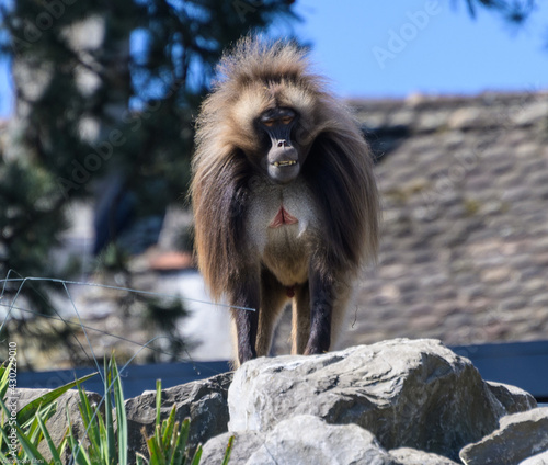 Affe