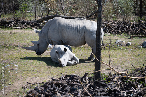 Nashorn